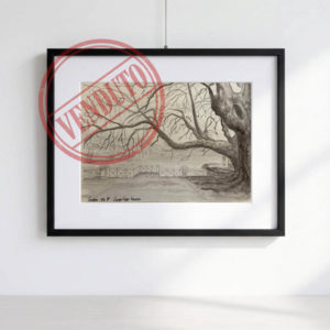 Acquarello in bianco e nero dei quattro platani storici del debarcadero di Locarno sul Lago Maggiore, ripresi da vicino con tronchi imponenti e rami intrecciati.